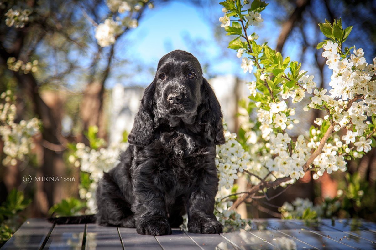 Английский кокер спаниель черный