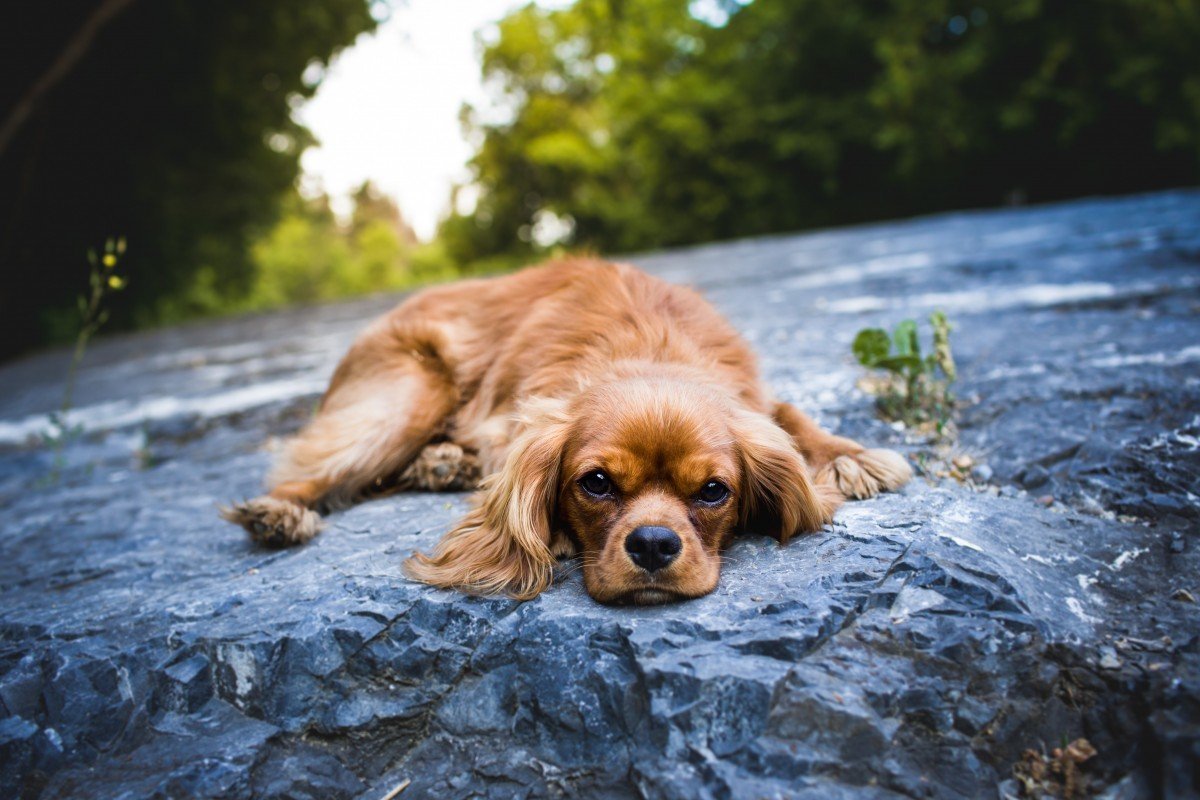 Ирландский кокер спаниель
