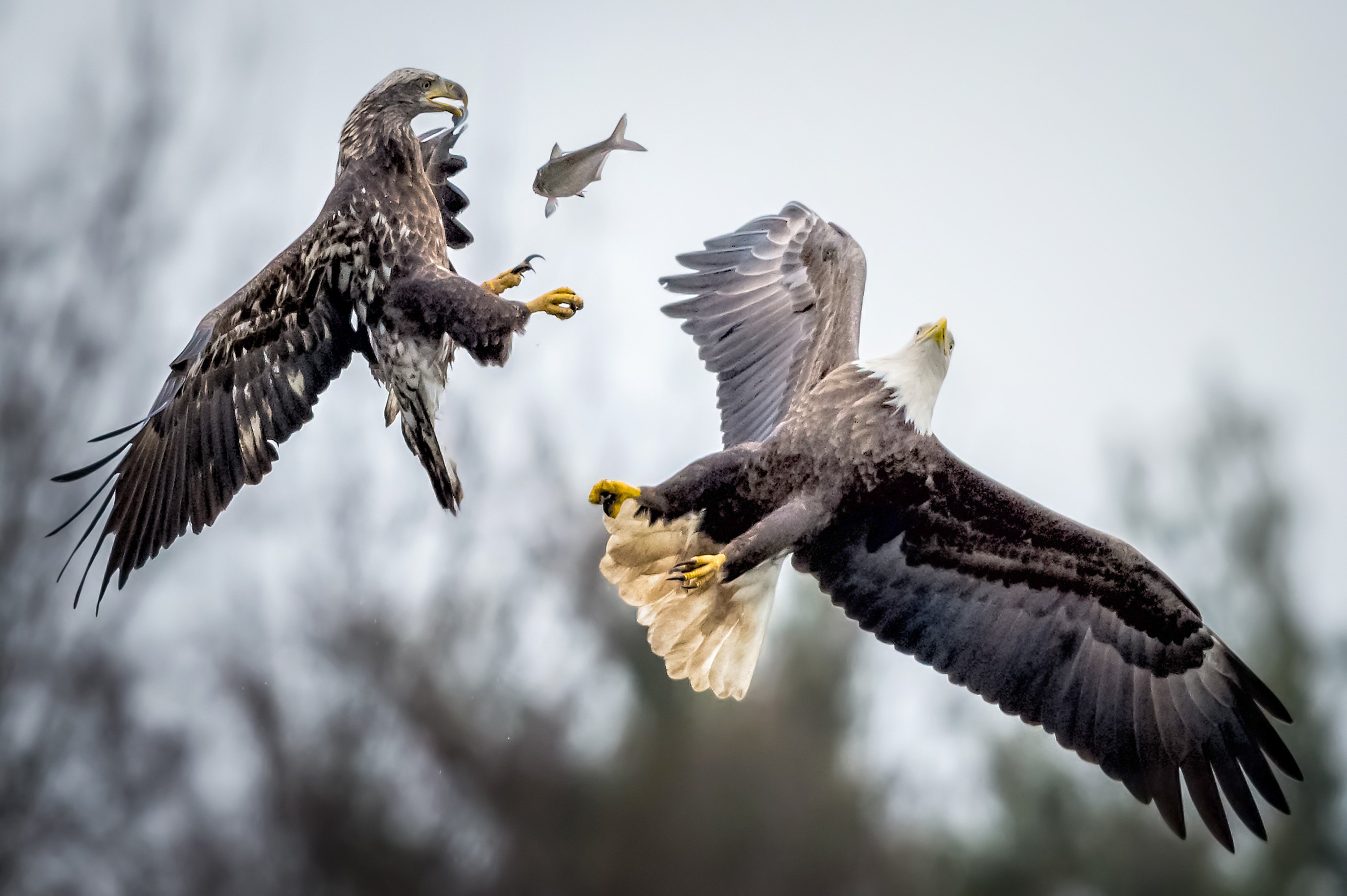 Battle eagle