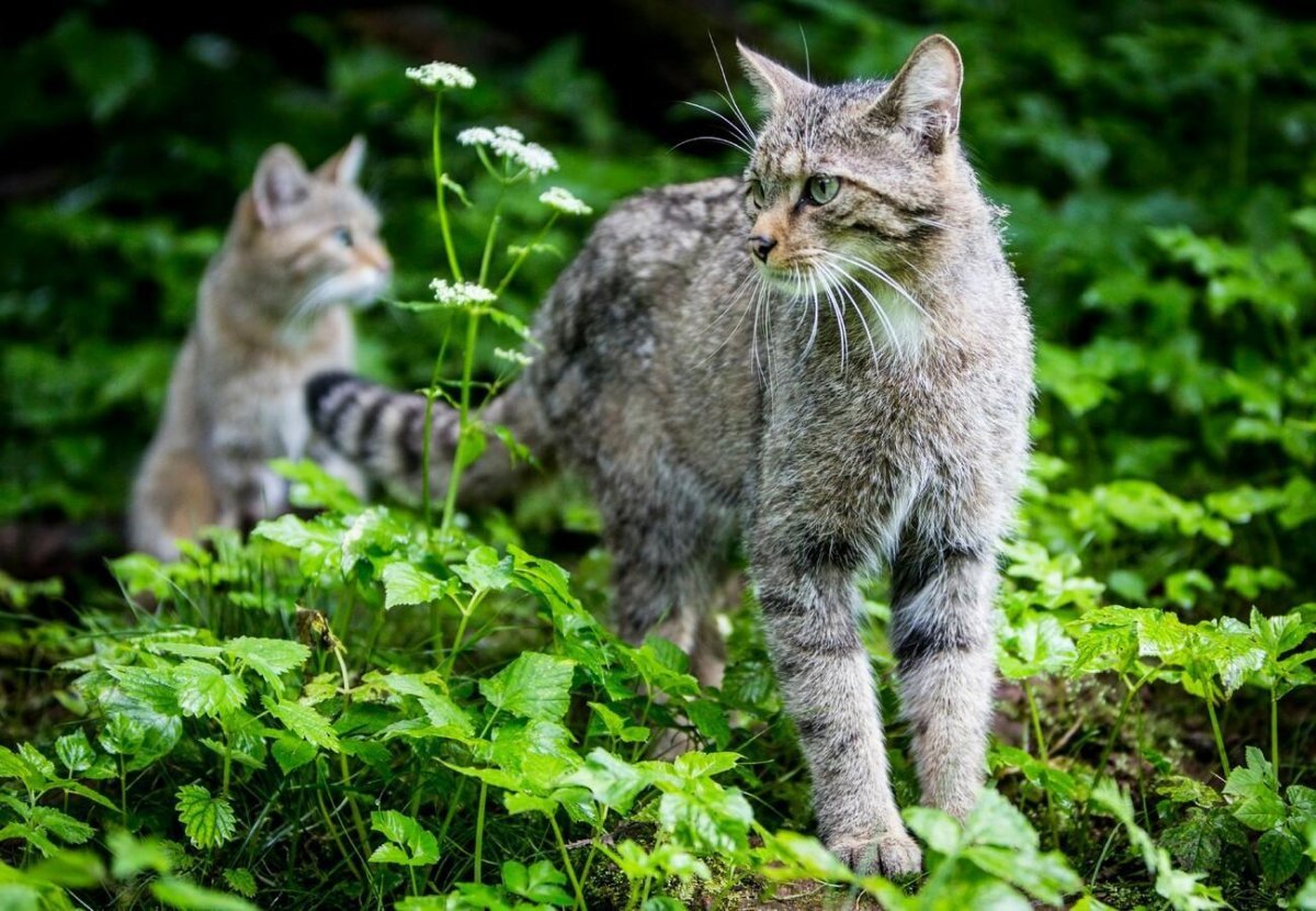 Дагестанские Лесные кошки