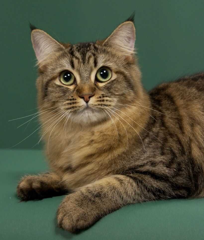 Американский Боб Стейл