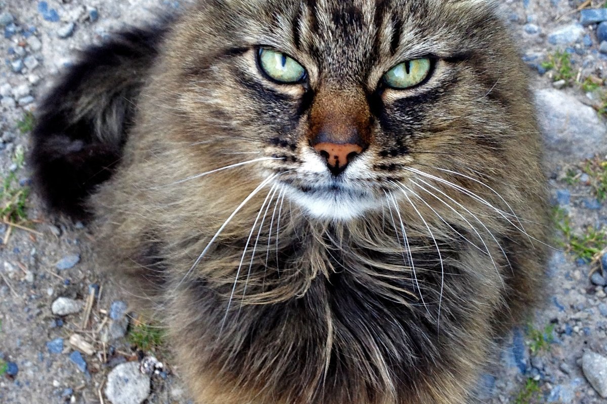 Ирландская кошка