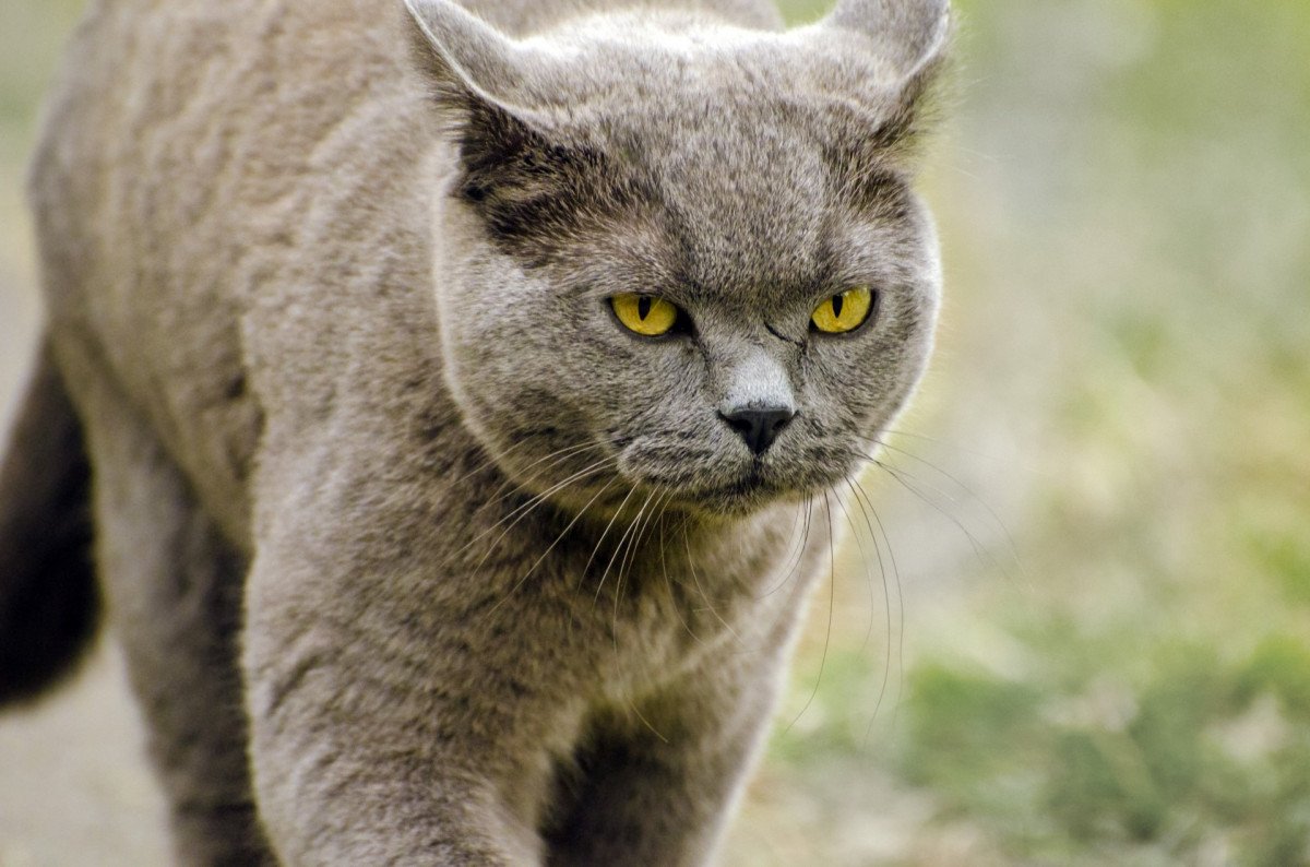 Кошка это млекопитающее