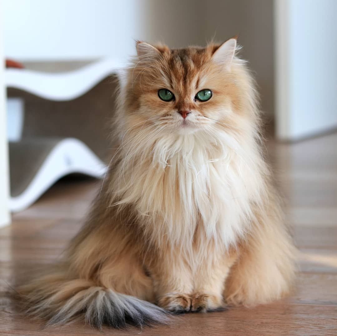 Британская длинношерстная смузи