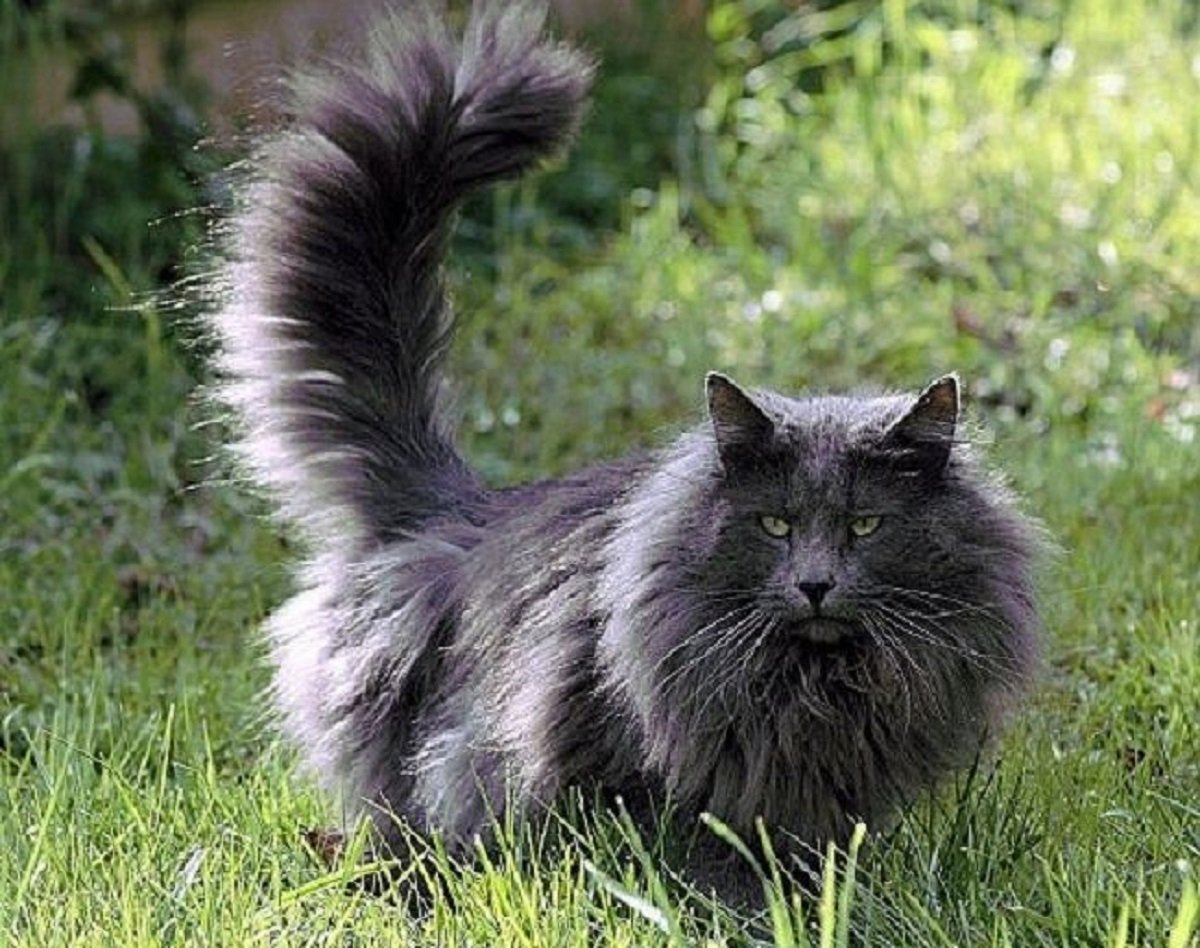 Норвежская длинношерстная Лесная кошка