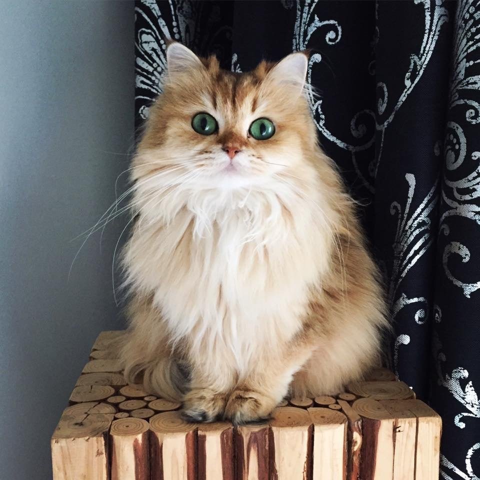 Британская длинношерстная кошка смузи