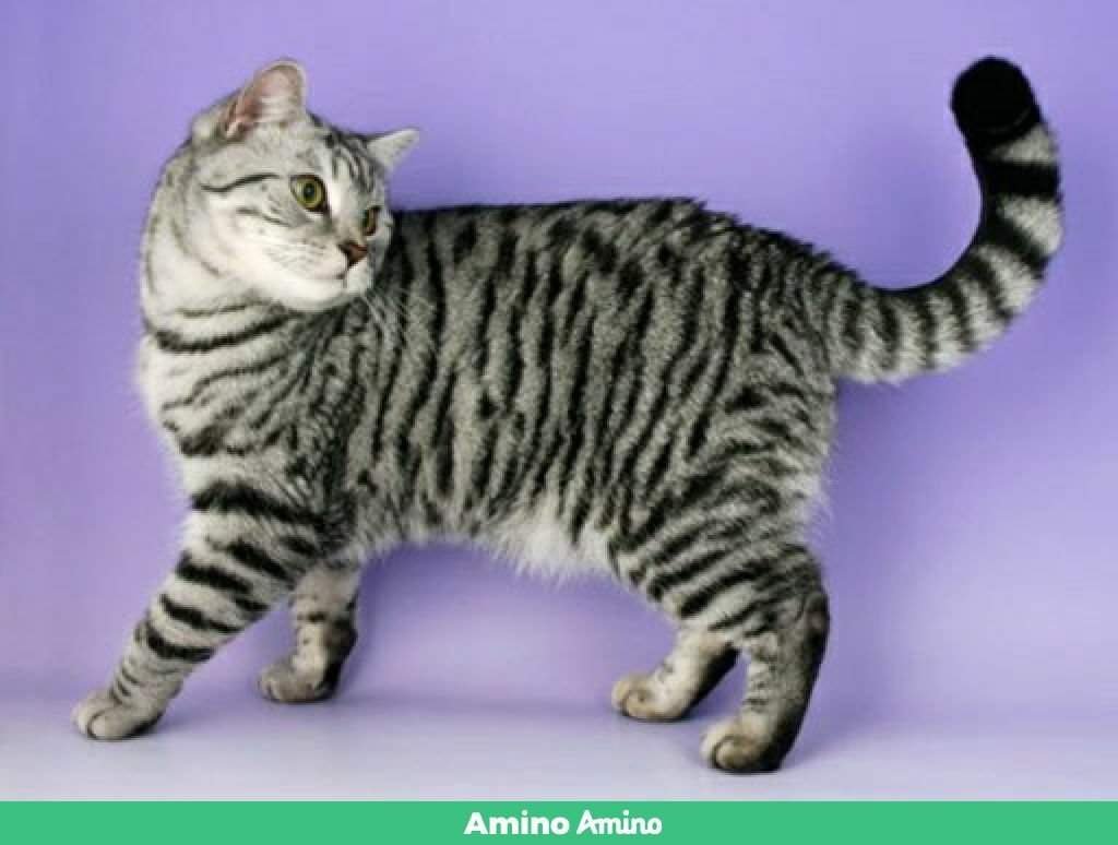 Табби макрель полосатый