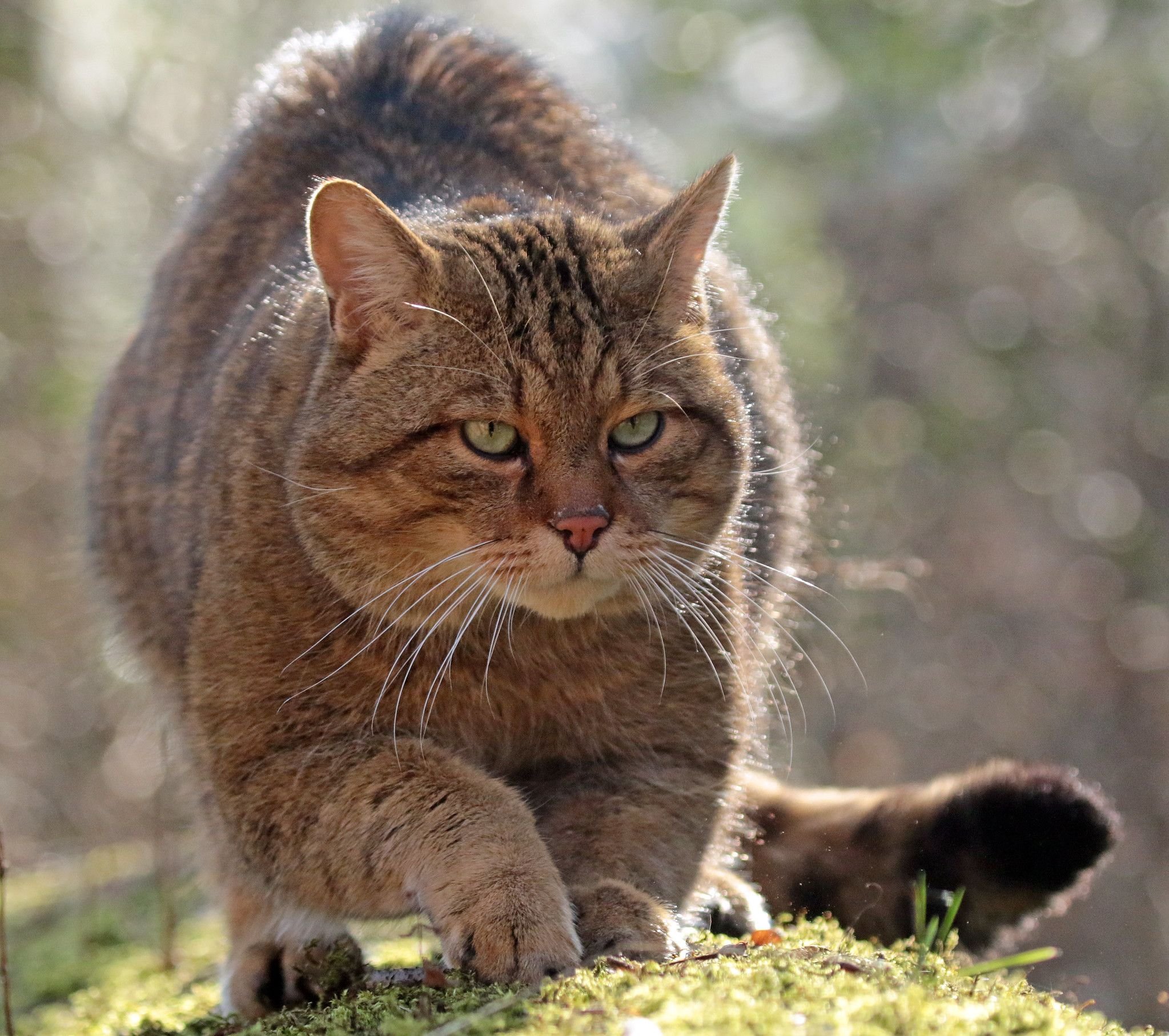 Дикие кошки котов. Европейский Лесной кот камышовый. Шотландская Лесная кошка. Шотландская Дикая Лесная кошка. Европейская Лесная кошка.