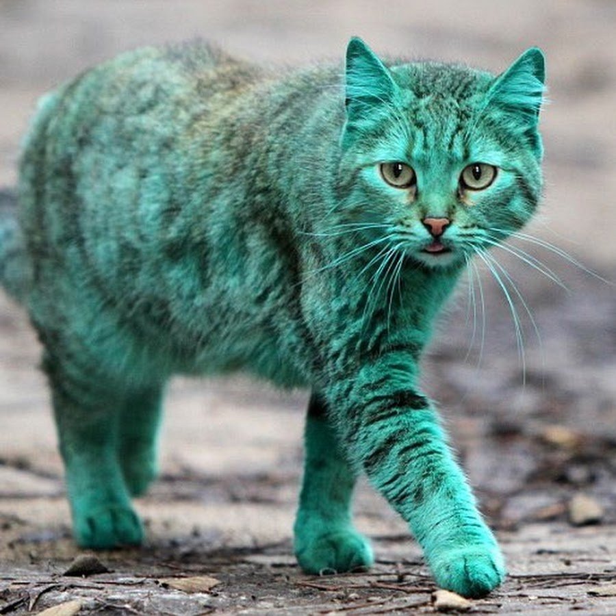 Изумрудная кошка