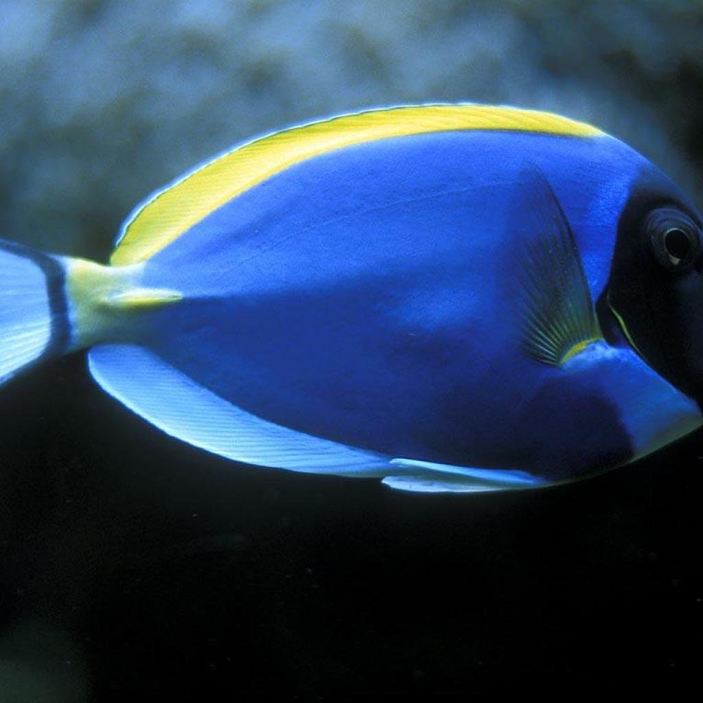 Дельфин аквариумная рыбка