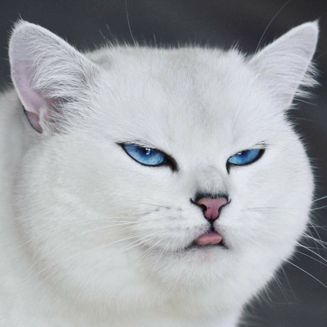 Шиншилла Пойнт Коби