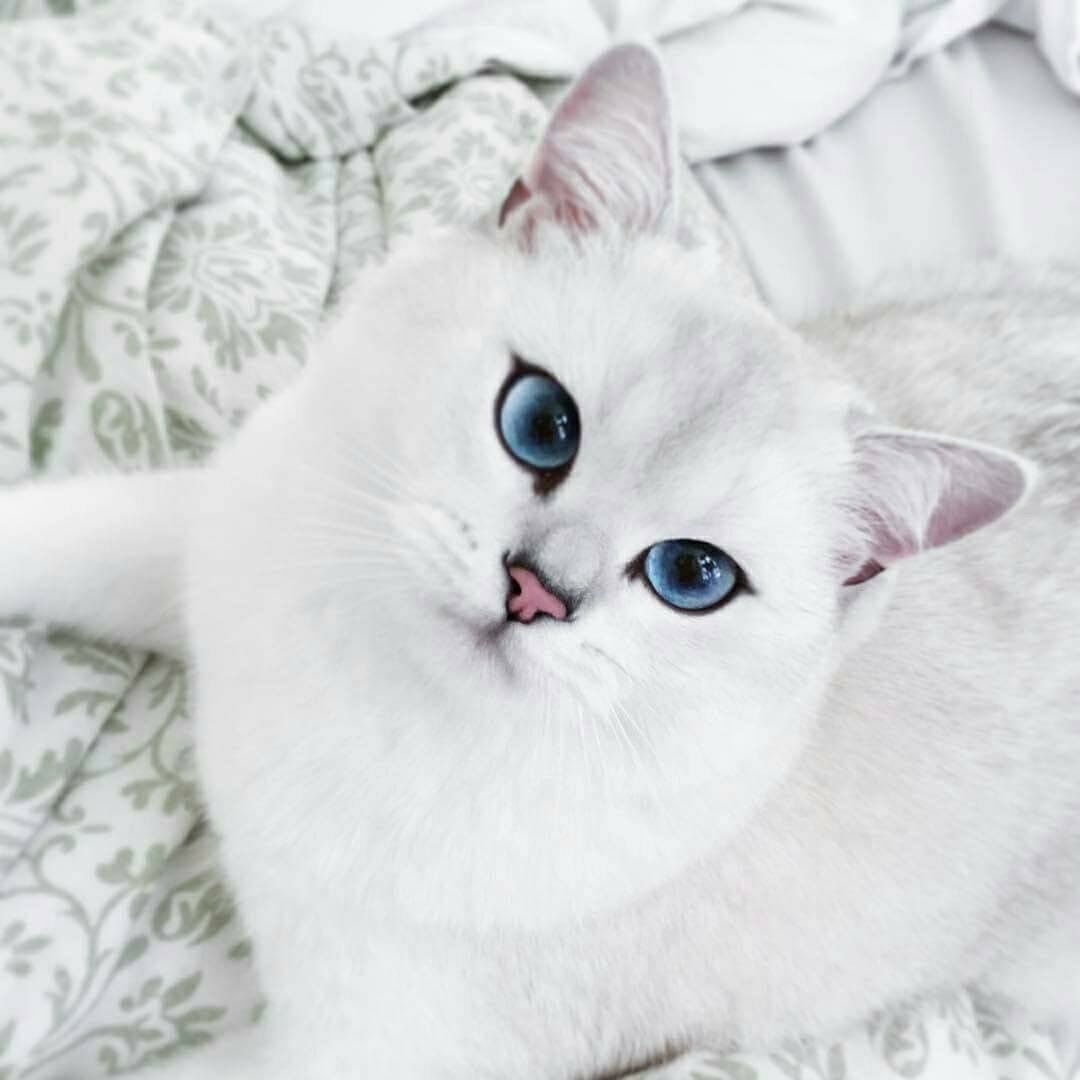 Британская шиншилла Уоби