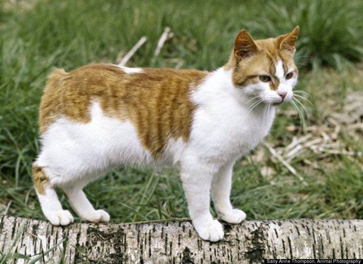 Порода Мэнкс