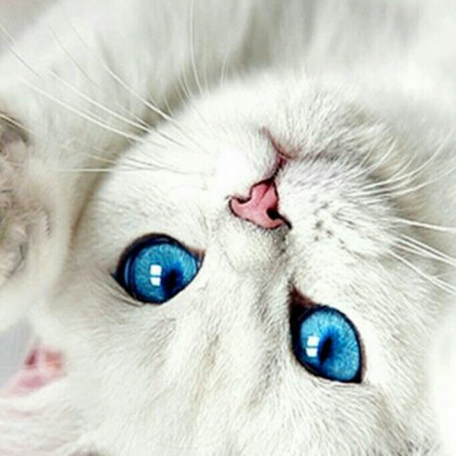 Котик с голубыми глазами