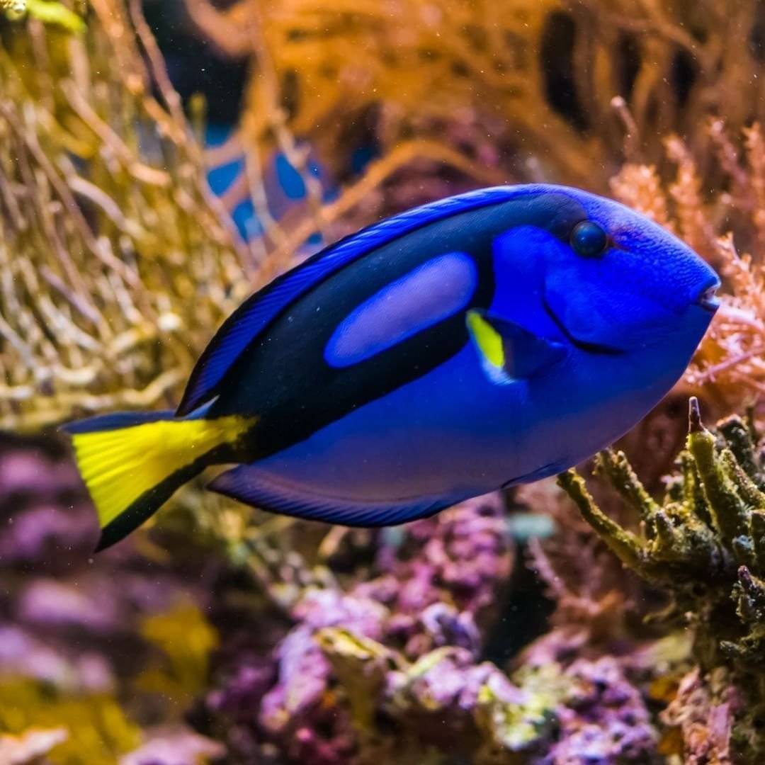 Золото на голубом аквариум