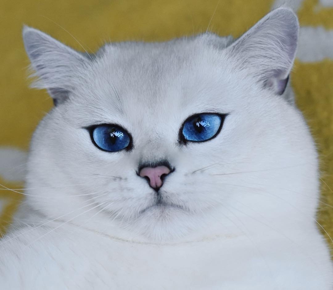 Шиншилла Пойнт Коби