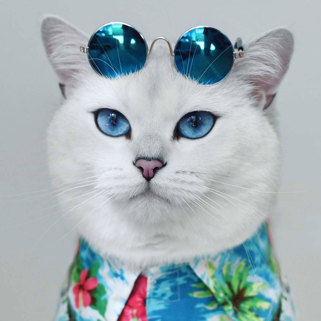 Кот Шелеста алмазик