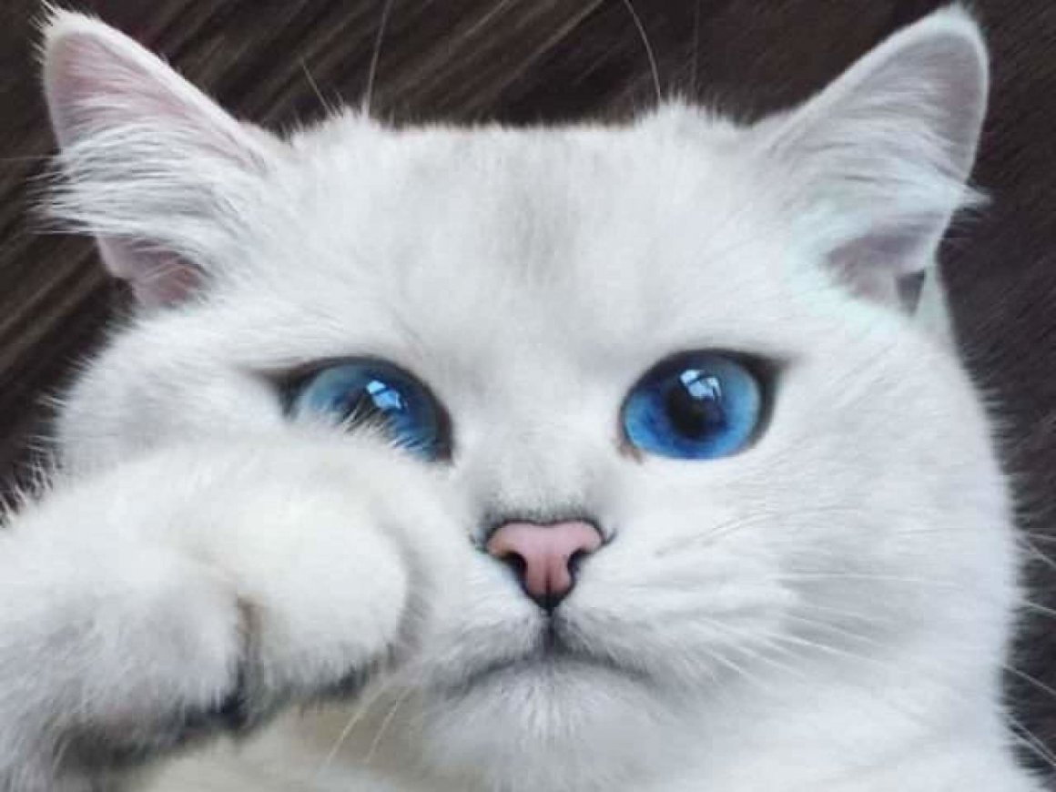 Мордочка белого кота