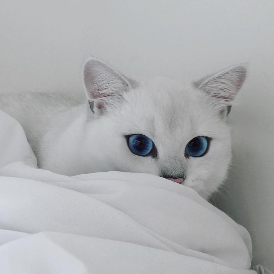 Бурмилла шиншилла