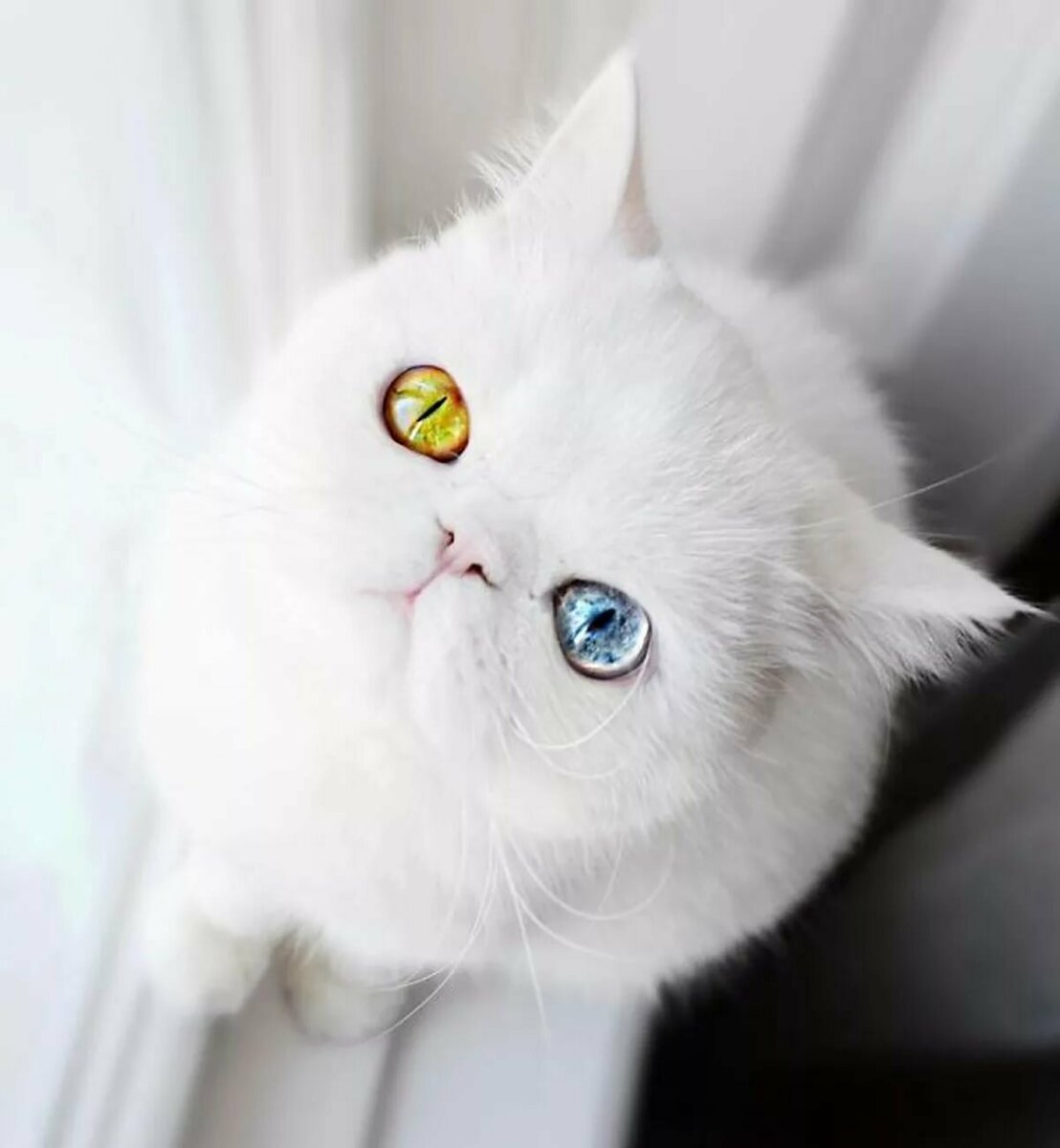 Коты с красивыми глазами