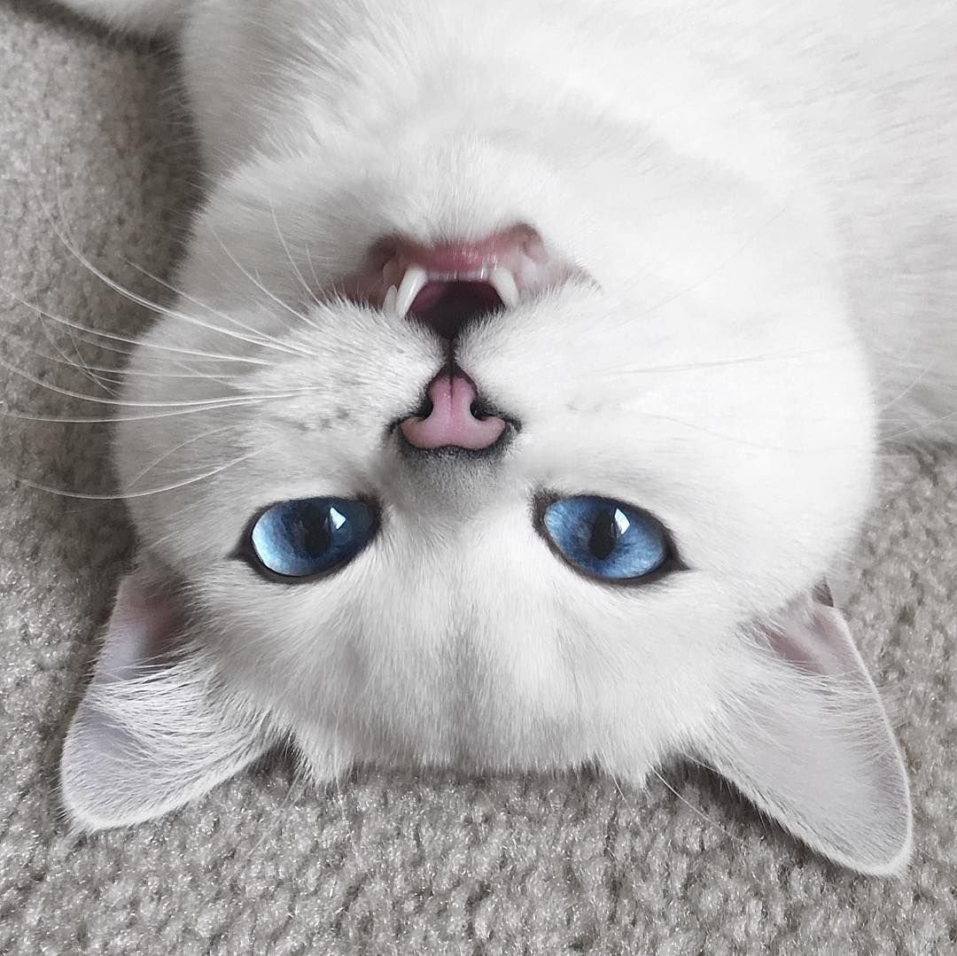 Котенок с красивыми глазами