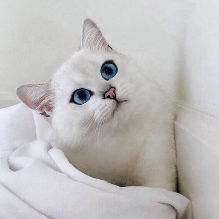 Британская шиншилла Уоби