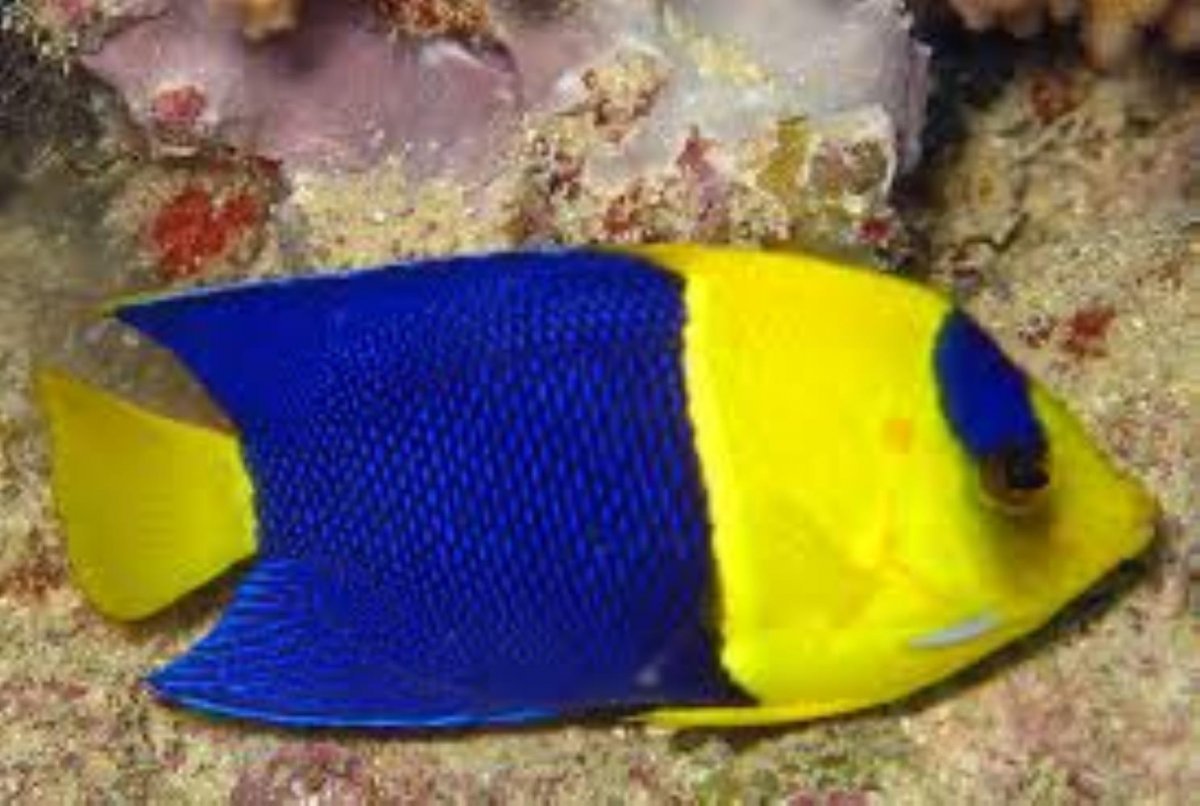 Центропиг двухцветный