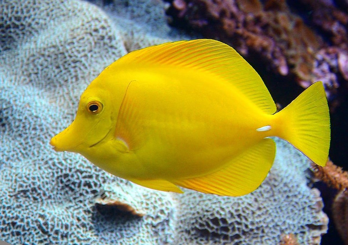 Сине желтая рыба