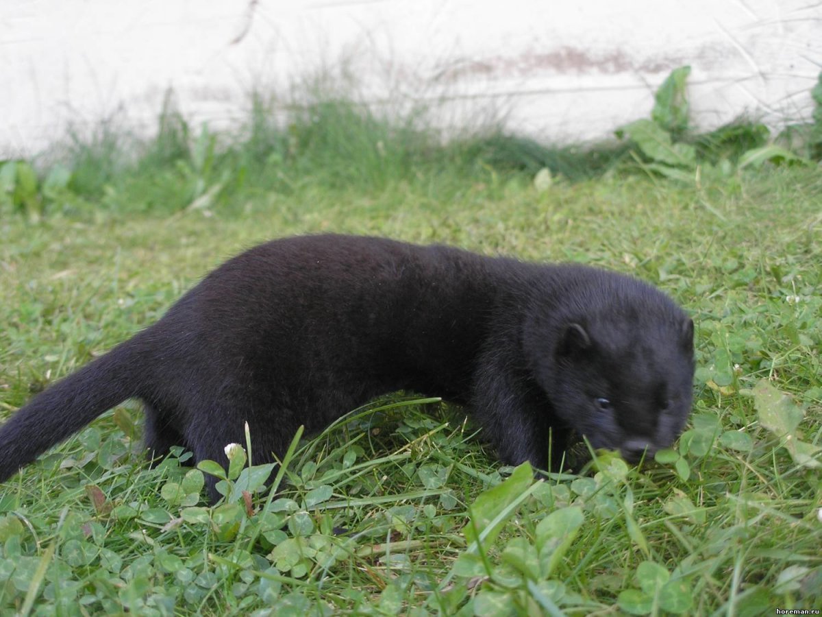 Баргузинский Соболь