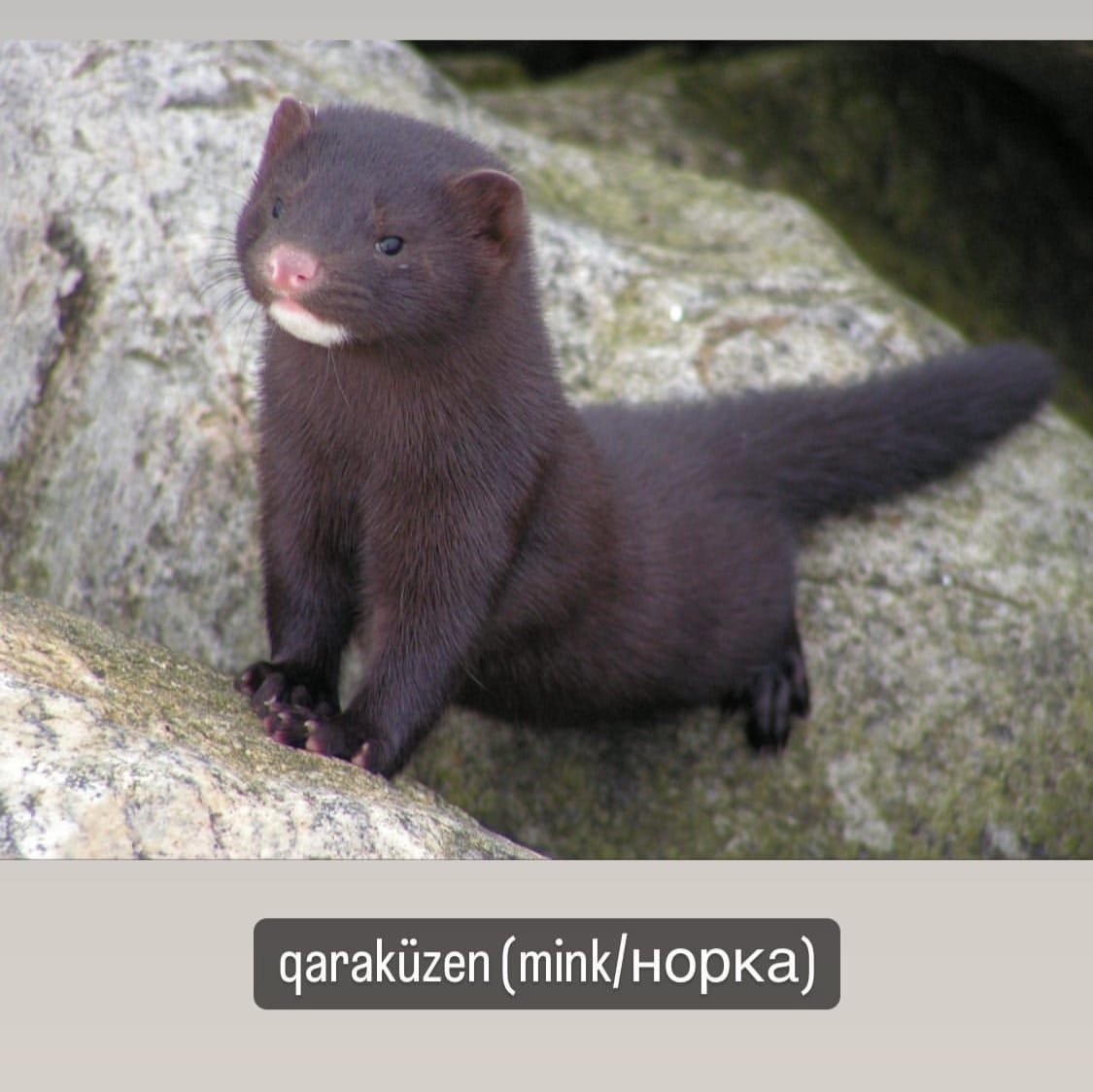 Самопогрызание пушных зверей