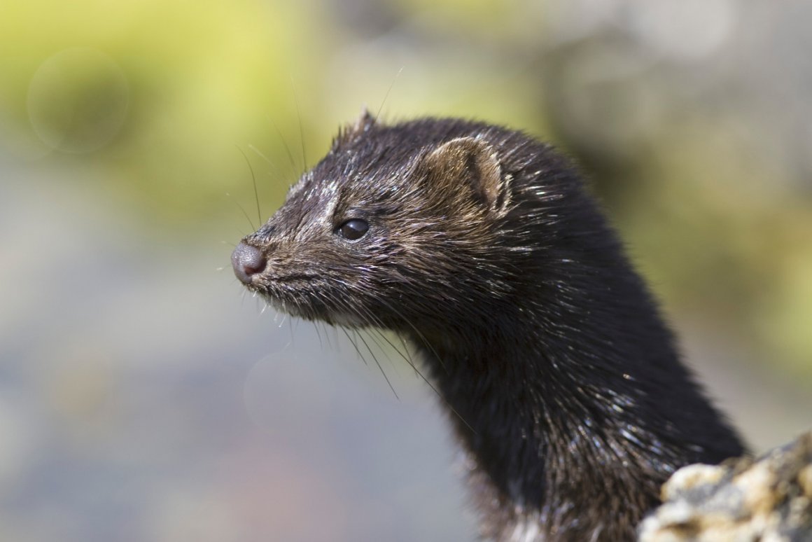 Американская норка (Mustela Vison)