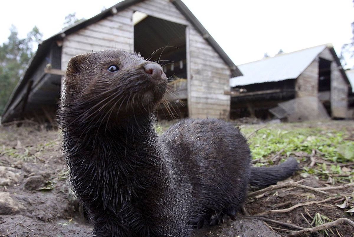 Соболь домашний