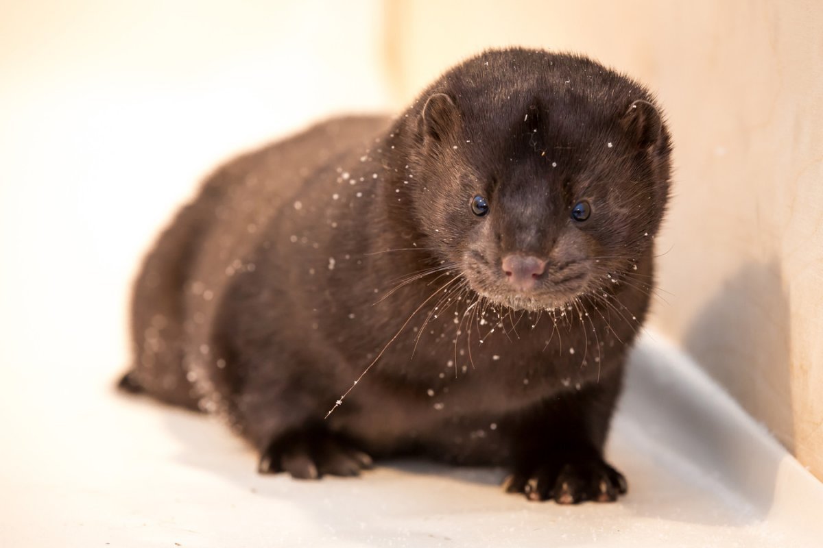 Европейская норка, барсук