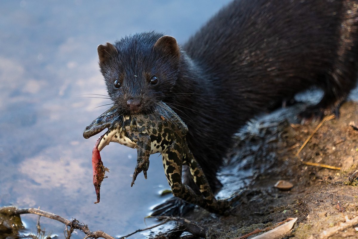 Норка европейская черная