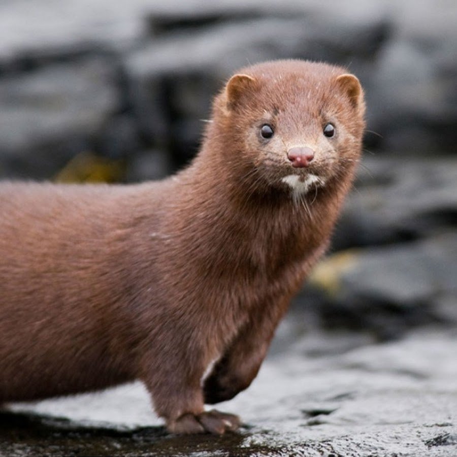 Черная норка зверек