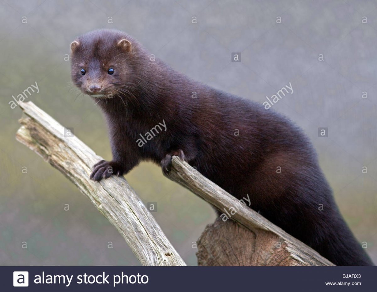 Королевская норка