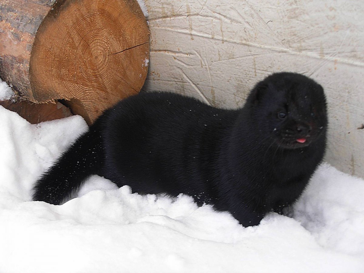 Европейская норка в воде
