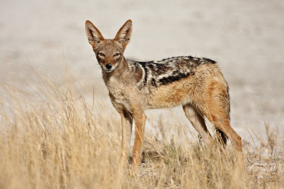 Дикий Шакал