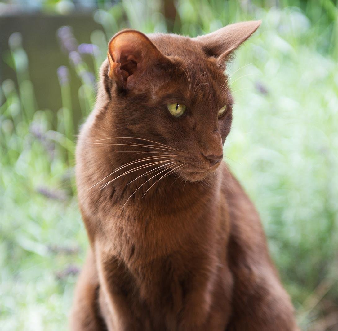 Гавана Браун кошка