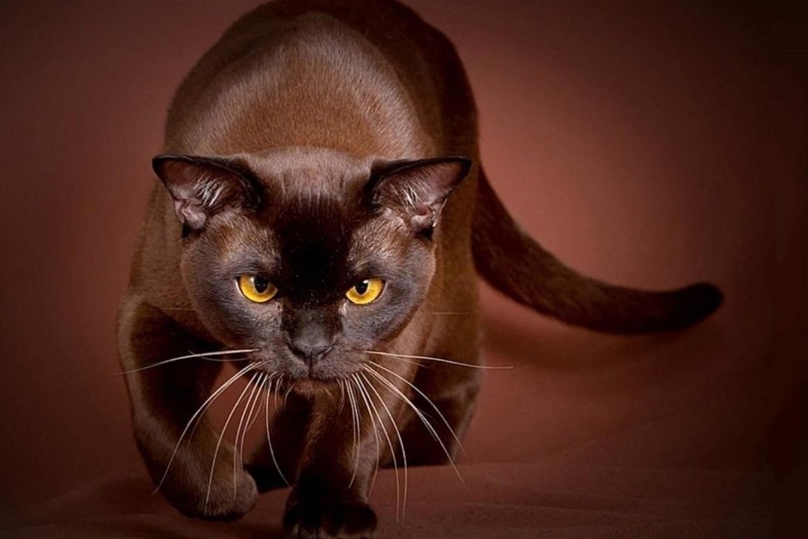 Порода кошек Бурма