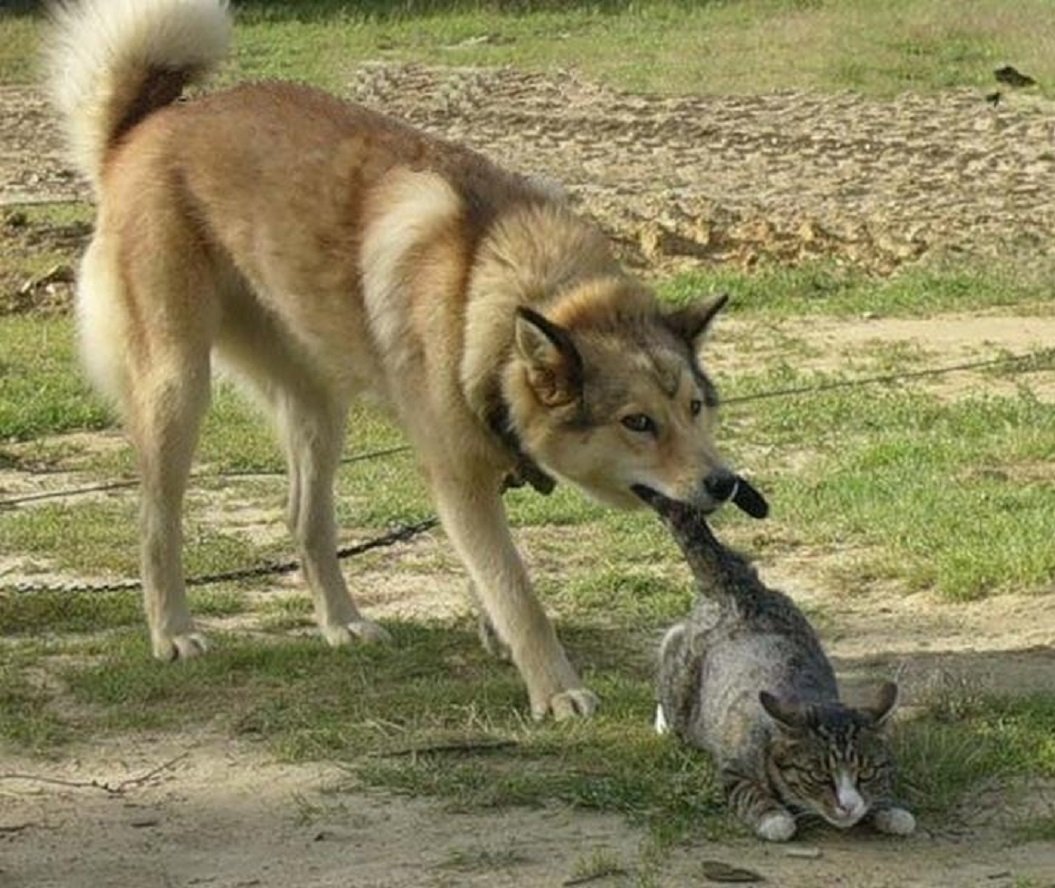 Африканская пятнистая гиена