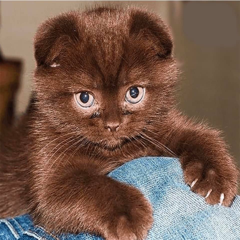 Скоттиш фолд шоколадный