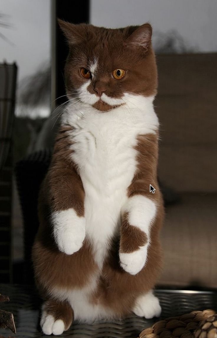 Шоколадный биколор британец