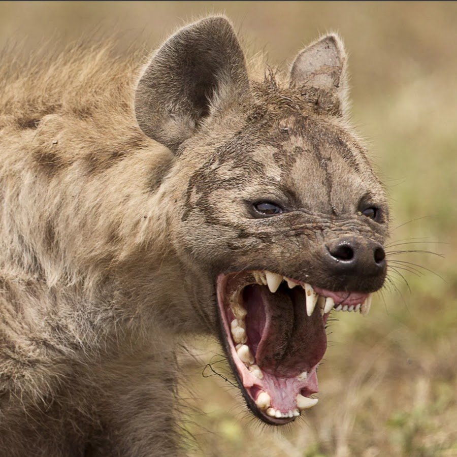 Австралийский Шакал