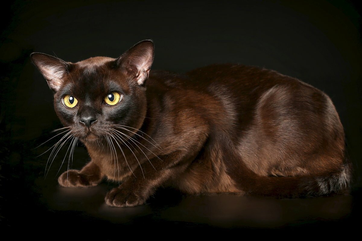 Бурманская порода кошек