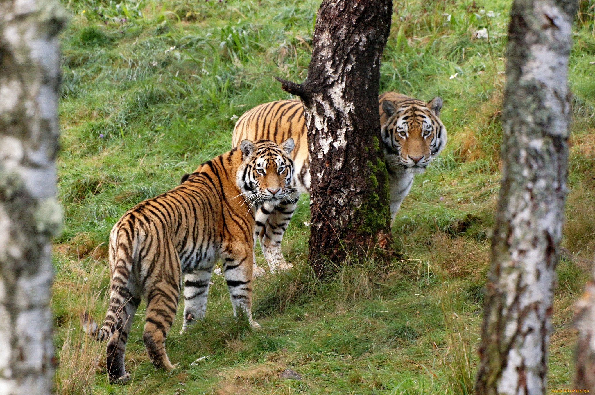 Дикие амурские тигры. Амурский тигр фото. Уссурийский тигр. Амурский тигр в лесу. Амурский тигр на дереве.