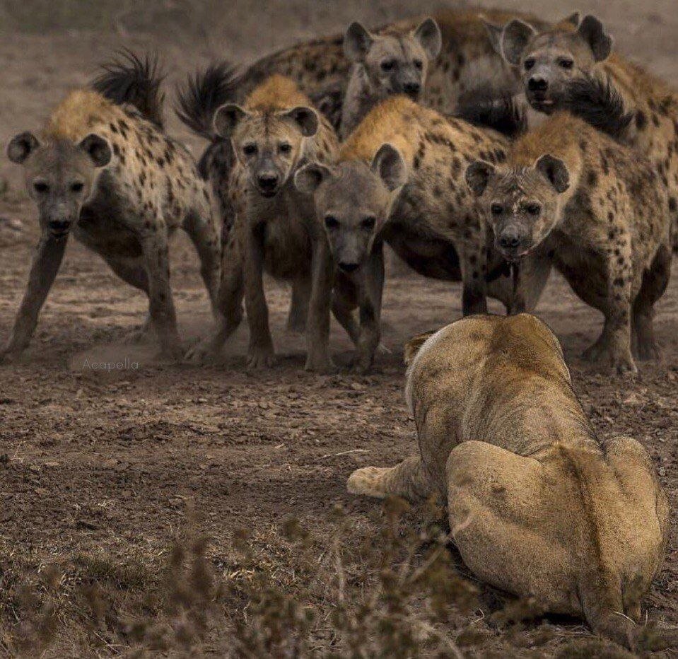 Волки в Ростовской области