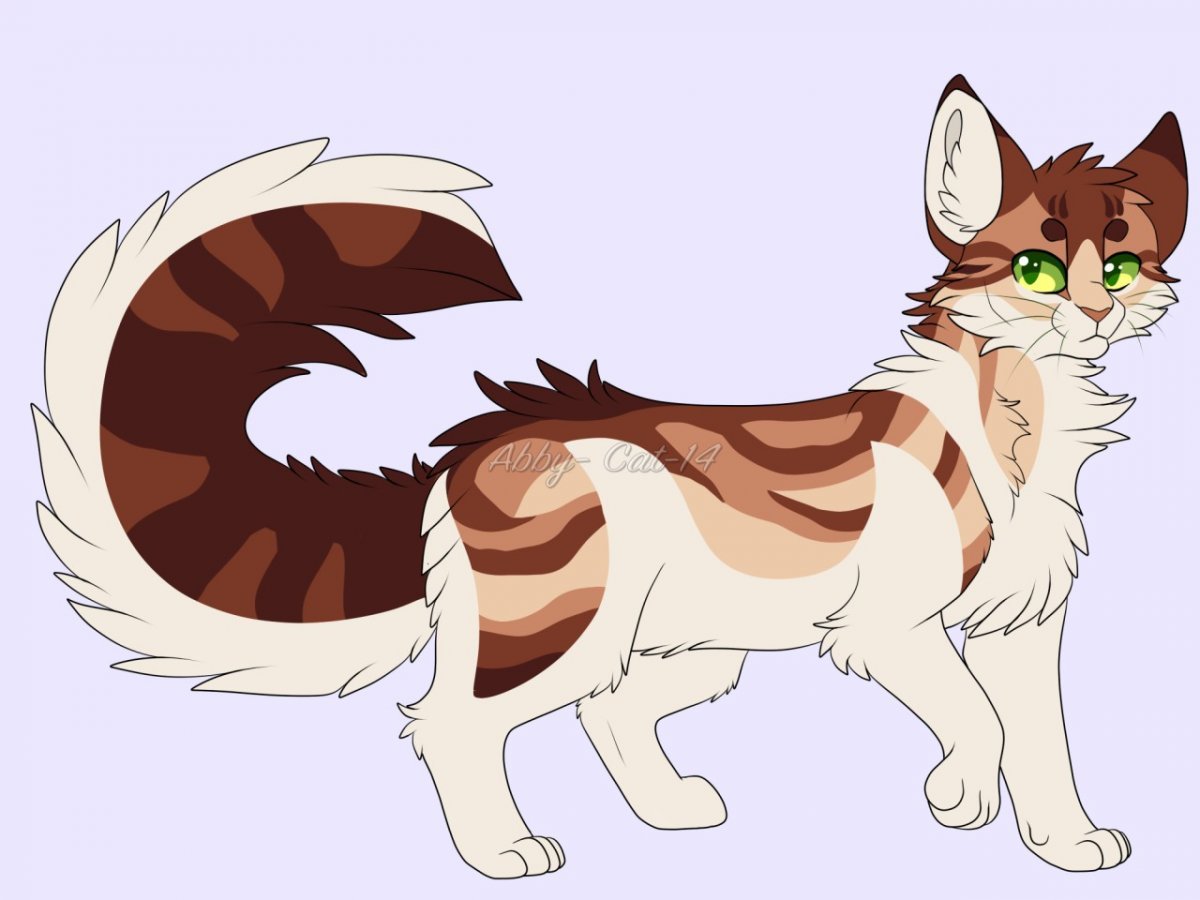 Шоколадный британец котенок