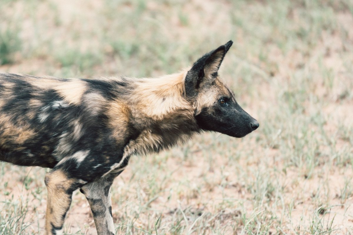 Маленькие собаки которая похожа на шакала