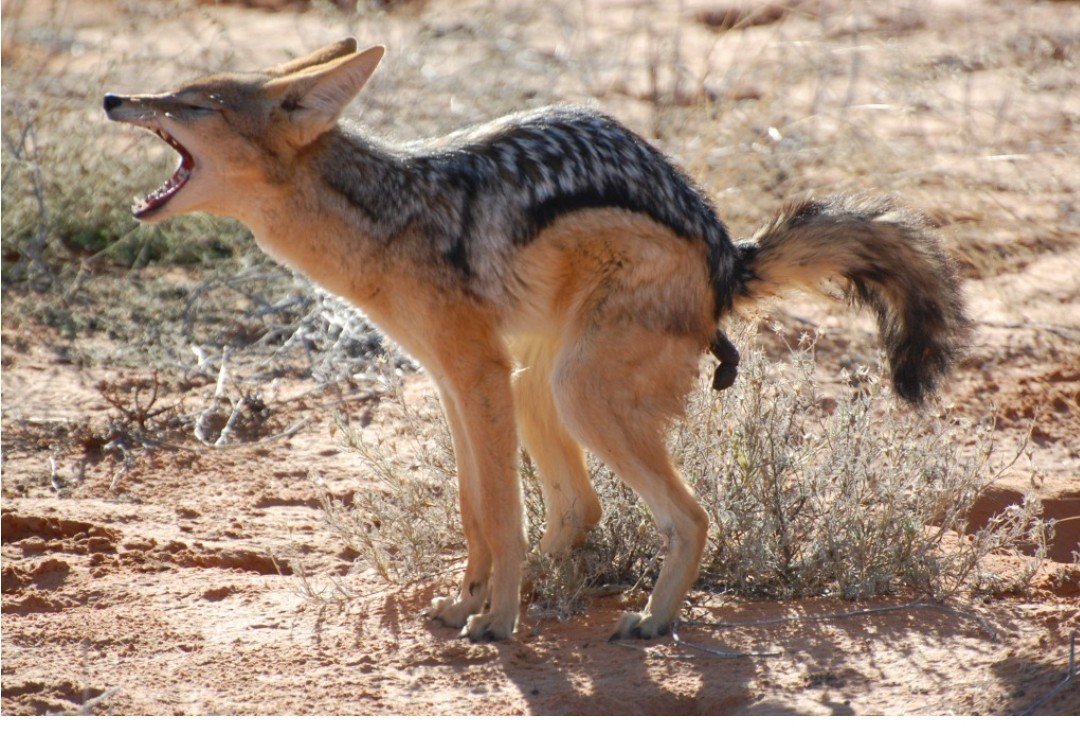 Пасть волка